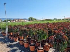 Perzik Op Stam (Prunus Persica 'Nana Crimson Bonfire') -Tuinplanten Winkel prunus persica nana crimson bonfire 50cm stam 1