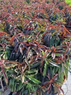 Perzik Op Stam (Prunus Persica 'Nana Crimson Bonfire') -Tuinplanten Winkel prunus persica nana crimson bonfire 50cm stam 2