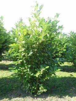 Laurier (Prunus Laurocerasus 'Rotundifolia') -Tuinplanten Winkel prunus rotundifolia 175 200 vt