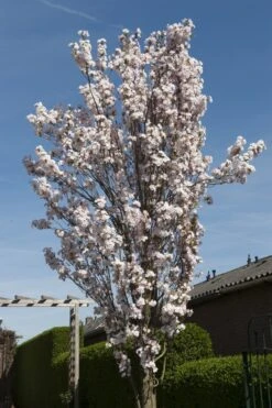 Japanse Sierkers Als Zuilboom (Prunus Serrulata 'Amanogawa') -Tuinplanten Winkel prunus serrulata amanogawa