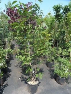 Sierkers, Struikvorm (Prunus Serrulata 'Kanzan') 14 Sierkers, Struikvorm (Prunus Serrulata 'Kanzan') -Tuinplanten Winkel prunus serrulata kanzan 150 175 200 c25