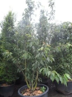 Sierkers, Struikvorm (Prunus Serrulata 'Kanzan') 13 Sierkers, Struikvorm (Prunus Serrulata 'Kanzan') -Tuinplanten Winkel prunus serrulata kanzan 250 300 c250