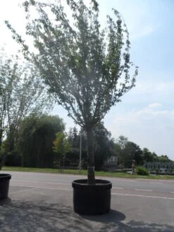 Japanse Sierkers (Prunus Serrulata 'Kanzan') -Tuinplanten Winkel prunus serrulata kanzan 90 100ho c1500