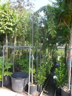 Japanse Treursierkers (Prunus Serrulata 'Kiku-shidare') 9 Japanse Treursierkers (Prunus Serrulata 'Kiku-shidare') -Tuinplanten Winkel prunus serrulata kiku shidare zakura 10 12ho cont