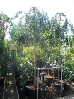 Japanse Treursierkers (Prunus 'Snow Fountain') 13 Japanse Treursierkers (Prunus 'Snow Fountain') -Tuinplanten Winkel prunus snow fountains 12 14 ho cont