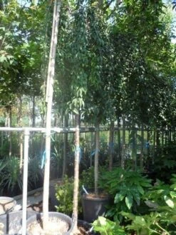 Japanse Treursierkers (Prunus 'Snow Fountain') 15 Japanse Treursierkers (Prunus 'Snow Fountain') -Tuinplanten Winkel prunus snow fountains 14 16 18ho cont. 250stam