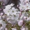 Japanse Sierkers Als Struik (Prunus Yedoensis) -Tuinplanten Winkel prunus yedoensis 1