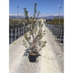 Japanse Sierkers Als Struik (Prunus Yedoensis) -Tuinplanten Winkel prunus yedoensis 150 175 cm c18 1