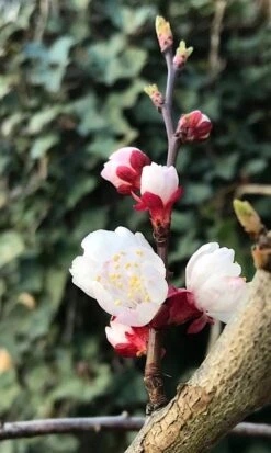 Abrikozenboom (Prunus Armeniaca) -Tuinplanten Winkel prunusarmeniaca abrikoos