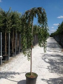 Treursierkers Op Stam (Prunus 'White Fountain') -Tuinplanten Winkel prunuswhitefountain02