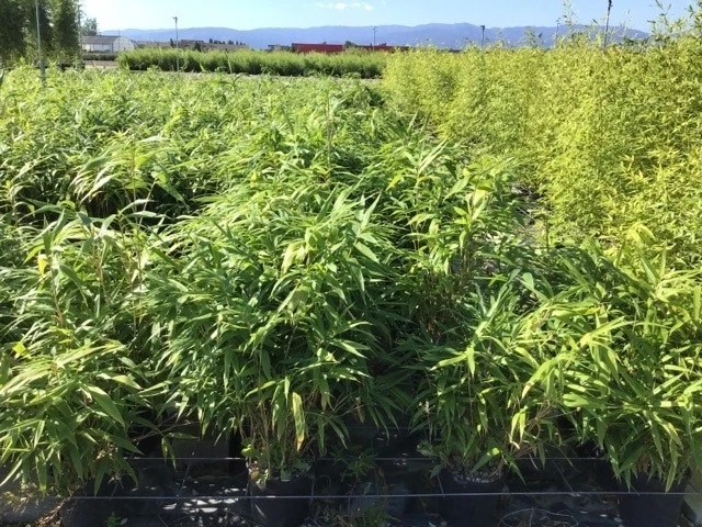 Bamboe (Pseudosasa Japonica) 3 Bamboe (Pseudosasa Japonica)