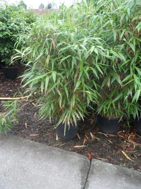 Bamboe (Pseudosasa Japonica) 5 Bamboe (Pseudosasa Japonica) - Afbeelding 3