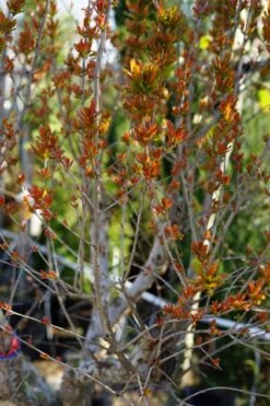 Granaatappel Op Stam (Punica Granatum) -Tuinplanten Winkel punica nieuwblad lm01