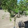 Granaatappel Op Stam (Punica Granatum) -Tuinplanten Winkel punica02