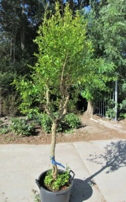 Granaatappel Op Stam (Punica Granatum) -Tuinplanten Winkel punica03