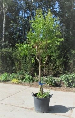 Granaatappel Op Stam (Punica Granatum) -Tuinplanten Winkel punica04