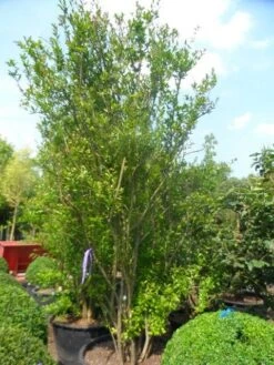 Granaatappel Als Struik (Punica Granatum) 13 Granaatappel Als Struik (Punica Granatum) -Tuinplanten Winkel punica granatum 250 300 c285 meerstammig