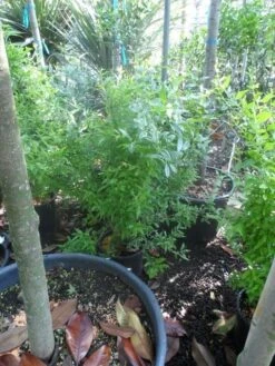 Granaatappel Als Struik (Punica Granatum) 14 Granaatappel Als Struik (Punica Granatum) -Tuinplanten Winkel punica granatum c10