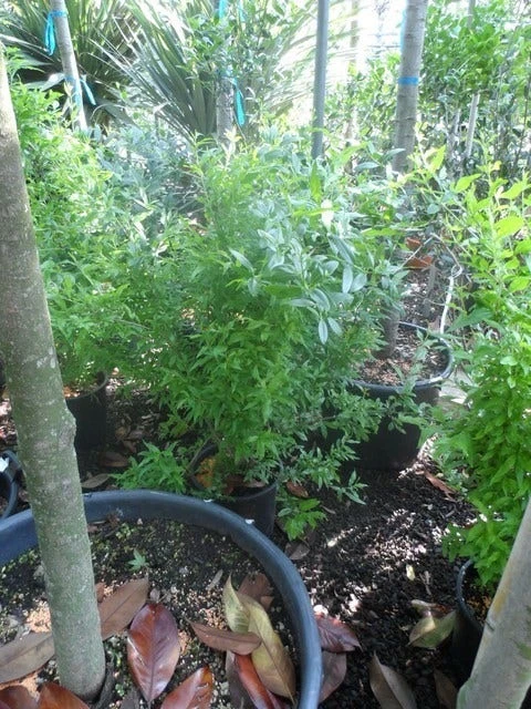 Granaatappel Als Struik (Punica Granatum) 8 Granaatappel Als Struik (Punica Granatum) - Afbeelding 6