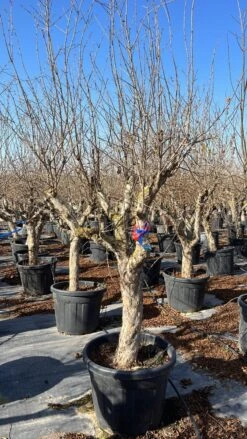 Granaatappel Als Solitair (Punica Granatum) -Tuinplanten Winkel punica granatum v7 1