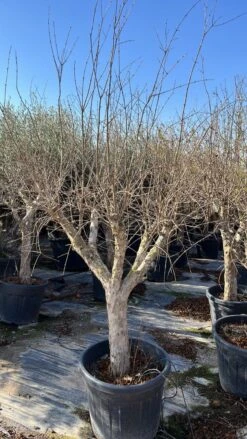 Granaatappel Als Solitair (Punica Granatum) -Tuinplanten Winkel punica granatum v7 2