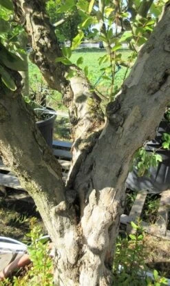 Granaatappel Op Stam (Punica Granatum) -Tuinplanten Winkel punicaoud03 1