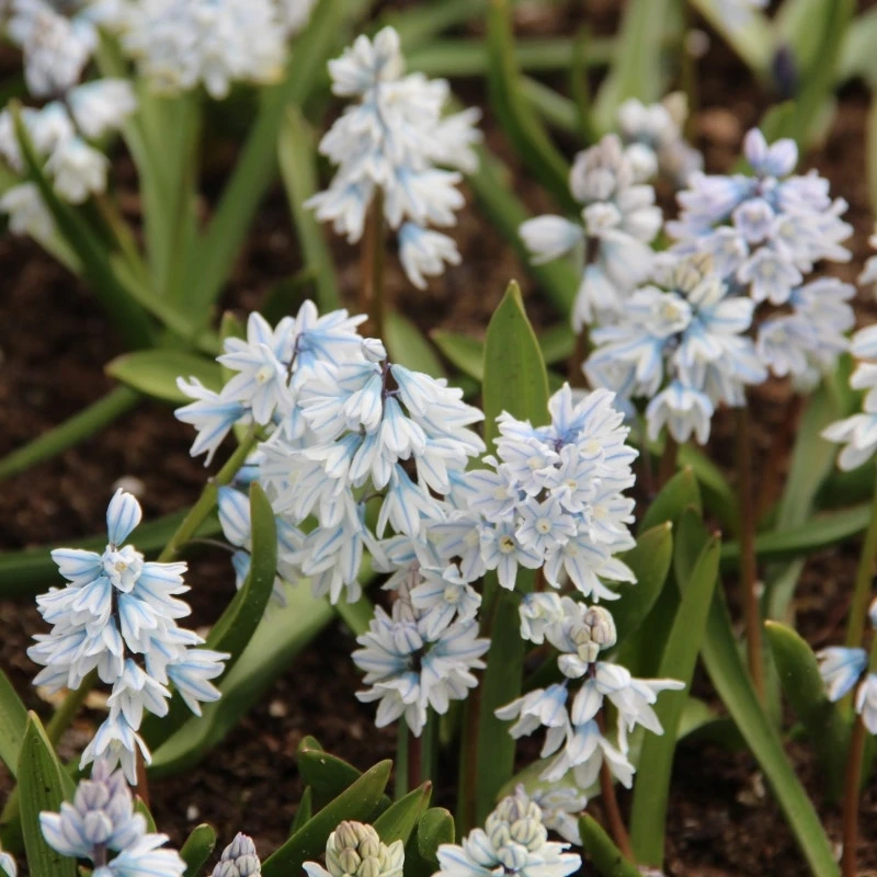 Saffier Hyacinth (Puschkinia Libanotica) 3 Saffier Hyacinth (Puschkinia Libanotica)