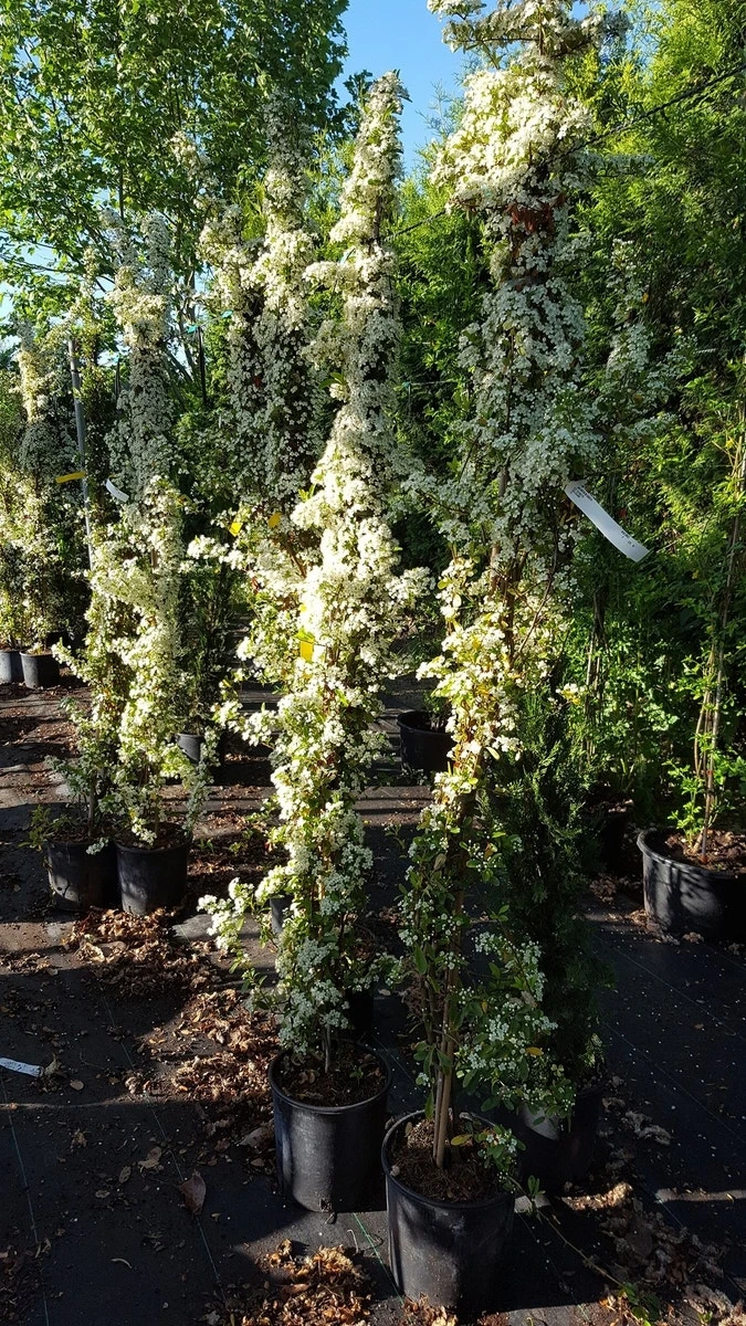 Vuurdoorn (Pyracantha 'Red Column') 8 Vuurdoorn (Pyracantha 'Red Column') - Afbeelding 6