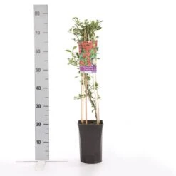 Vuurdoorn (Pyracantha 'Red Column') 16 Vuurdoorn (Pyracantha 'Red Column') -Tuinplanten Winkel pyracantha c. red column