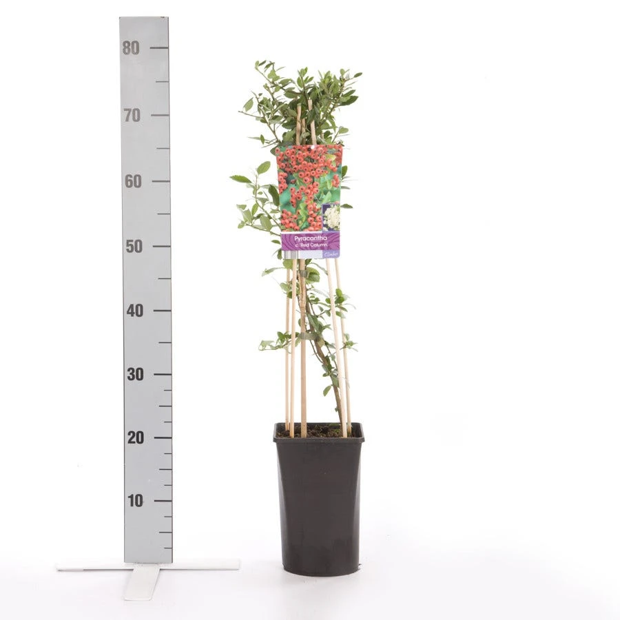 Vuurdoorn (Pyracantha 'Red Column') 7 Vuurdoorn (Pyracantha 'Red Column') - Afbeelding 5
