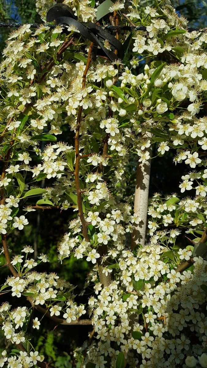 Vuurdoorn (Pyracantha 'Red Column') 5 Vuurdoorn (Pyracantha 'Red Column') - Afbeelding 3
