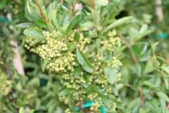 Vuurdoorn (Pyracantha 'Red Column') 15 Vuurdoorn (Pyracantha 'Red Column') -Tuinplanten Winkel pyracantha red column 1