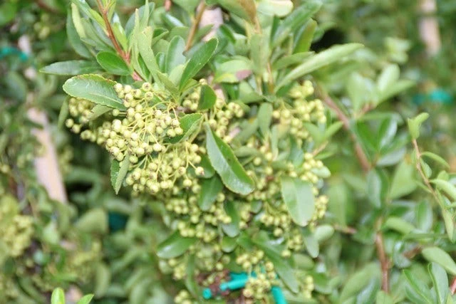 Vuurdoorn (Pyracantha 'Red Column') 6 Vuurdoorn (Pyracantha 'Red Column') - Afbeelding 4