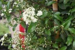 Vuurdoorn (Pyracantha 'Red Column') 21 Vuurdoorn (Pyracantha 'Red Column') -Tuinplanten Winkel pyracantha red column 3