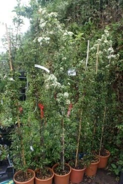 Vuurdoorn (Pyracantha 'Red Column') 18 Vuurdoorn (Pyracantha 'Red Column') -Tuinplanten Winkel pyracantha red column 4