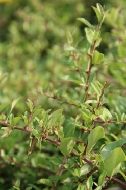 Vuurdoorn (Pyracantha 'Red Cushion') -Tuinplanten Winkel pyracantha red cushion 2