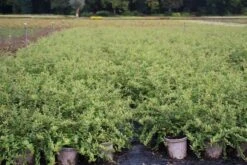 Vuurdoorn (Pyracantha 'Red Cushion') -Tuinplanten Winkel pyracantha red cushion 2 1