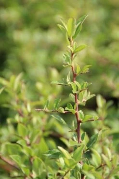 Vuurdoorn (Pyracantha 'Red Cushion') -Tuinplanten Winkel pyracantha red cushion 4