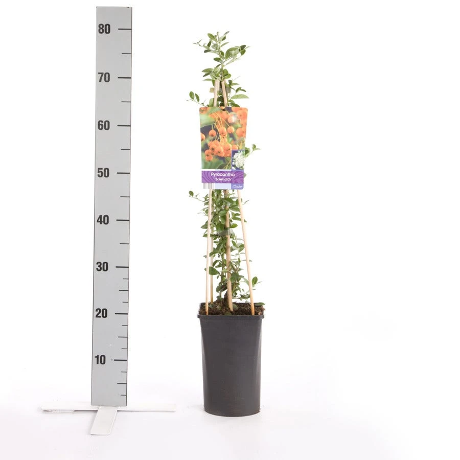 Vuurdoorn (Pyracantha 'Soleil D'Or') 4 Vuurdoorn (Pyracantha 'Soleil D'Or') - Afbeelding 2