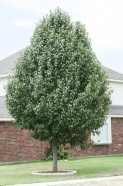 Chinese Sierpeer (Pyrus Calleryana 'Chanticleer') 17 Chinese Sierpeer (Pyrus Calleryana 'Chanticleer') -Tuinplanten Winkel pyrus calleryana