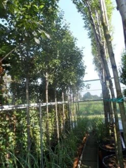 Chinese Sierpeer (Pyrus Calleryana 'Chanticleer') 20 Chinese Sierpeer (Pyrus Calleryana 'Chanticleer') -Tuinplanten Winkel pyrus calleryana chanticleer 12 14ho cont