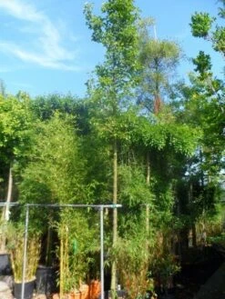 Chinese Sierpeer (Pyrus Calleryana 'Chanticleer') 21 Chinese Sierpeer (Pyrus Calleryana 'Chanticleer') -Tuinplanten Winkel pyrus calleryana chanticleer 16 18ho cont