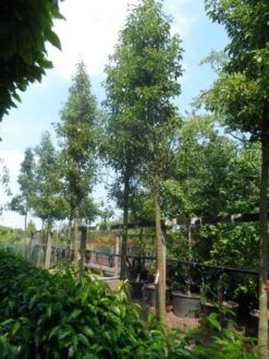 Chinese Sierpeer (Pyrus Calleryana 'Chanticleer') 22 Chinese Sierpeer (Pyrus Calleryana 'Chanticleer') -Tuinplanten Winkel pyrus calleryana chanticleer 20 25ho c200