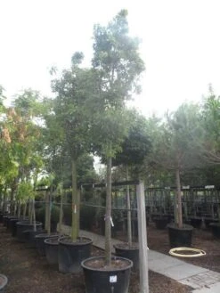 Chinese Sierpeer (Pyrus Calleryana 'Chanticleer') 23 Chinese Sierpeer (Pyrus Calleryana 'Chanticleer') -Tuinplanten Winkel pyrus calleryana chanticleer 25 30ho c285 1