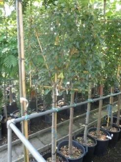 Duo-peer (Conference/Doyenne) -Tuinplanten Winkel pyrus communis eetpeer halfstam leivorm