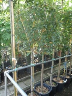 Lei-peer (Pyrus Communis 'Conference') -Tuinplanten Winkel pyrus communis eetpeer halfstam leivorm 1