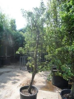 Perenboom (Pyrus Communis 'Gieser Wildeman') 11 Perenboom (Pyrus Communis 'Gieser Wildeman') -Tuinplanten Winkel pyrus communis gieser wildeman 250 300 c150