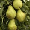 Lei-Peer (Pyrus Communis 'Triomph De Vienne') -Tuinplanten Winkel pyrus communis triomphe de vienne 1