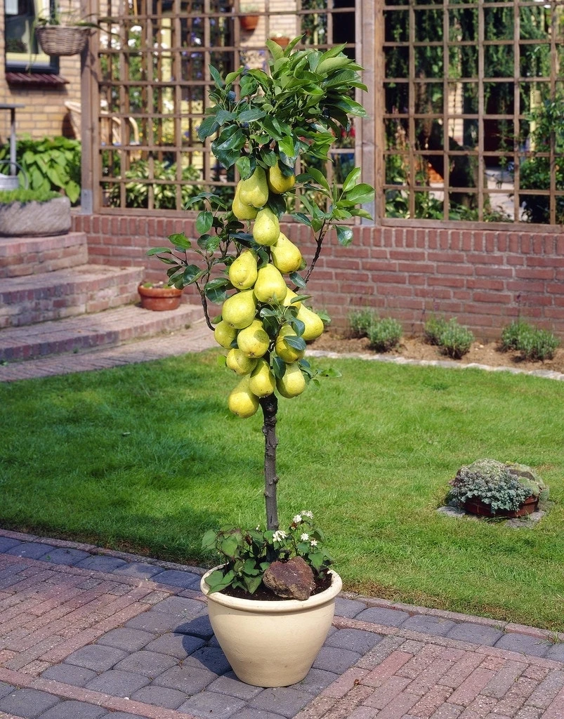 Zuil-peer (Pyrus Communis 'Obelisk') 3 Zuil-peer (Pyrus Communis 'Obelisk')