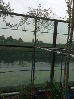 Treursierpeer (Pyrus Salicifolia 'Pendula') -Tuinplanten Winkel pyrus sal. pendula 12 14cm 1